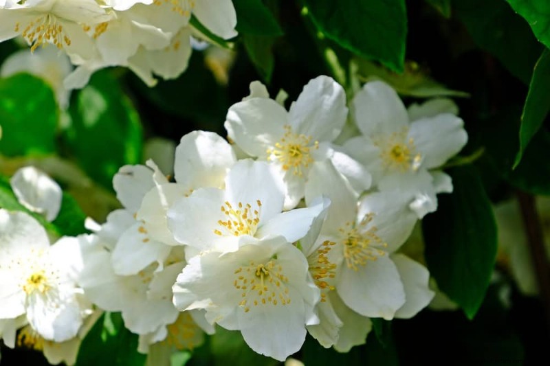 Top 25 Flowering Shrubs for a Stunning Spring Garden