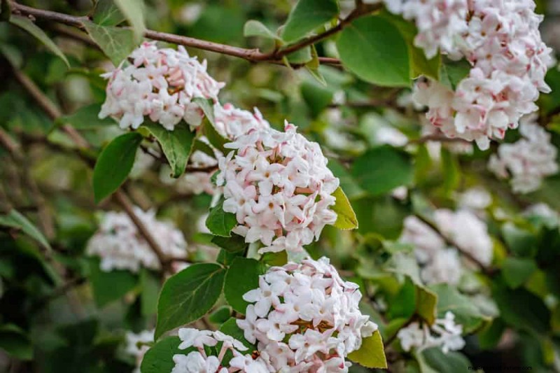 Top 25 Flowering Shrubs for a Stunning Spring Garden