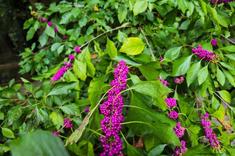 Top 25 Flowering Shrubs for a Stunning Spring Garden