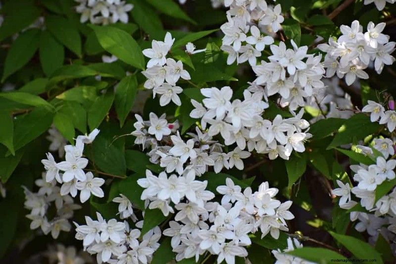 Top 25 Flowering Shrubs for a Stunning Spring Garden