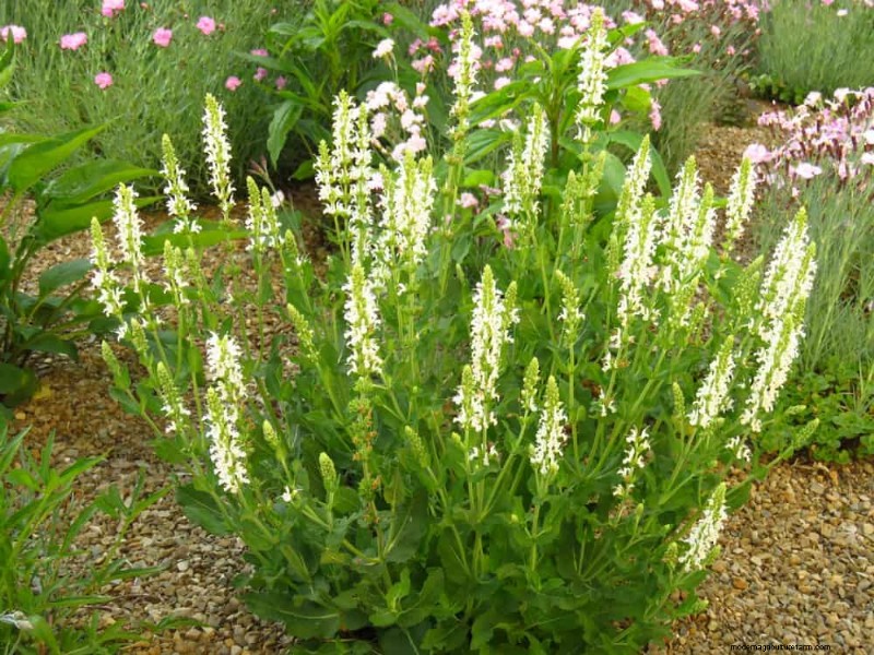 Top 25 Flowering Shrubs for a Stunning Spring Garden