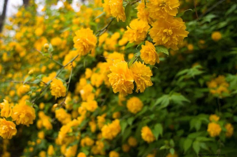 Top 25 Flowering Shrubs for a Stunning Spring Garden