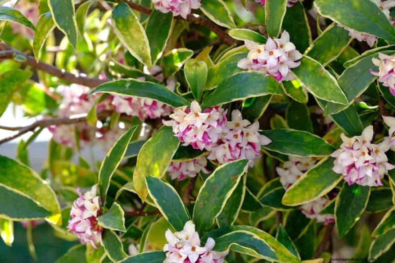 Top 25 Flowering Shrubs for a Stunning Spring Garden