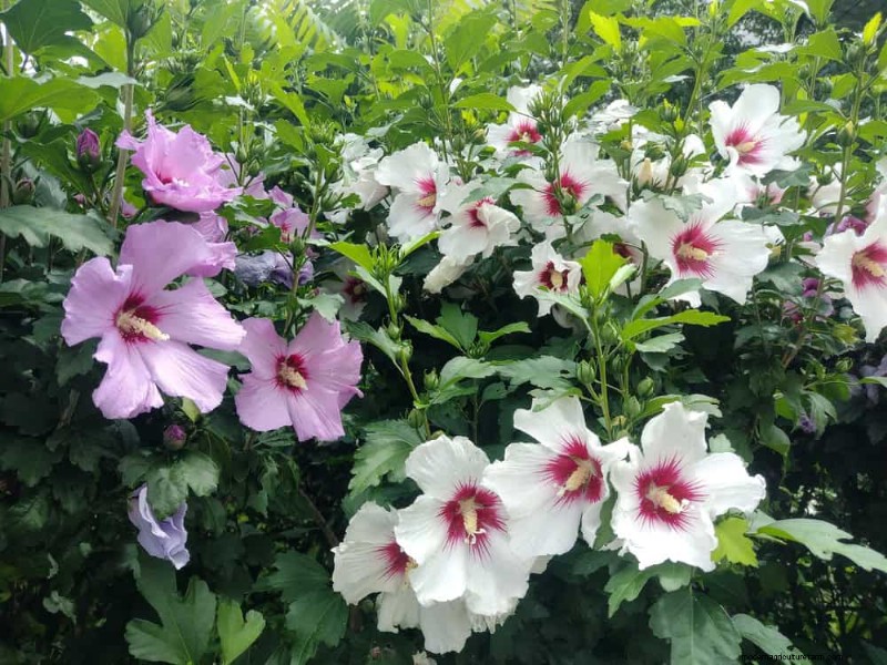Top 25 Flowering Shrubs for a Stunning Spring Garden