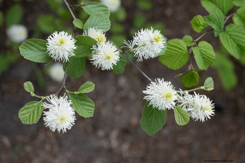 Top 25 Flowering Shrubs for a Stunning Spring Garden