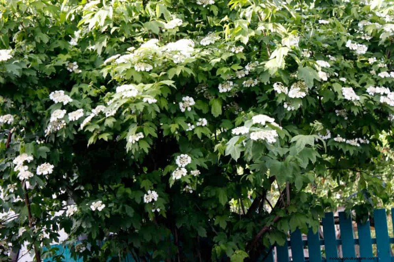 Top 25 Flowering Shrubs for a Stunning Spring Garden