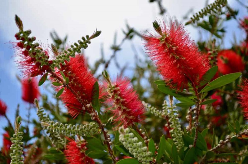 Top 25 Flowering Shrubs for a Stunning Spring Garden