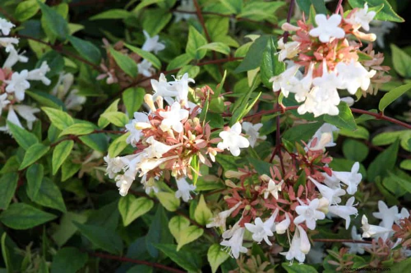 Top 25 Flowering Shrubs for a Stunning Spring Garden