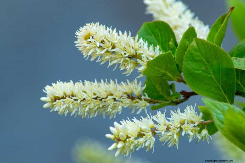 Top 25 Flowering Shrubs for a Stunning Spring Garden