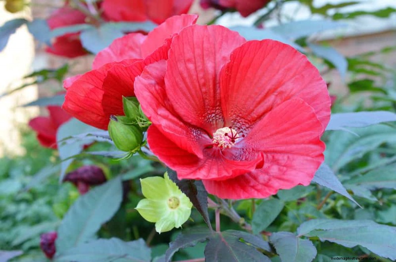 Top 25 Flowering Shrubs for a Stunning Spring Garden