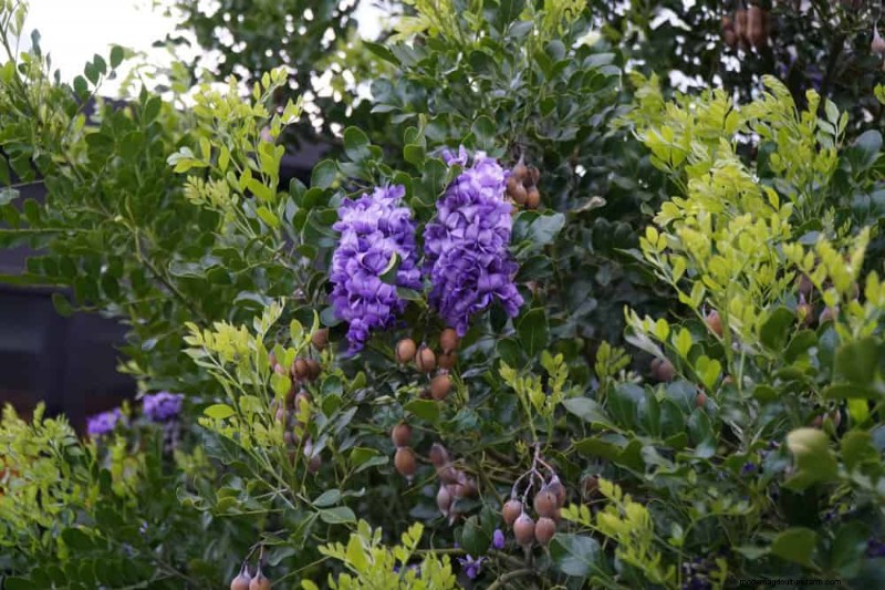 Top 25 Flowering Shrubs for a Stunning Spring Garden