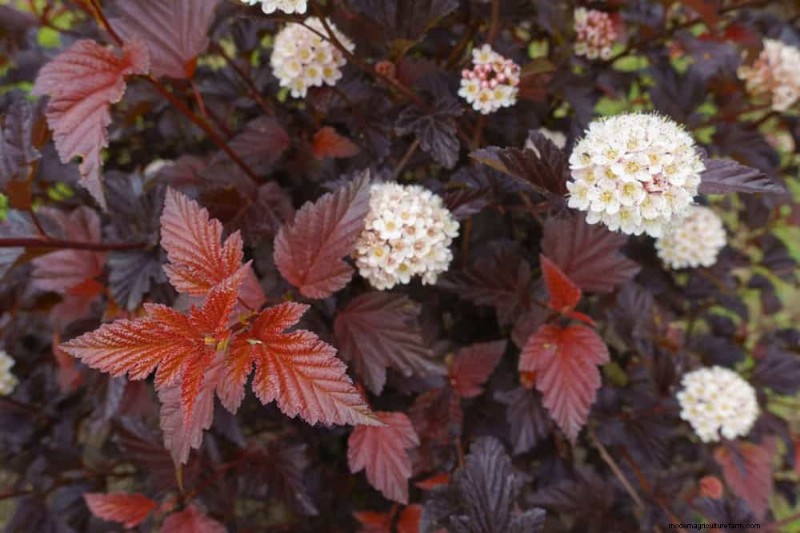 Top 25 Flowering Shrubs for a Stunning Spring Garden