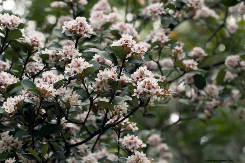 Top 25 Flowering Shrubs for a Stunning Spring Garden