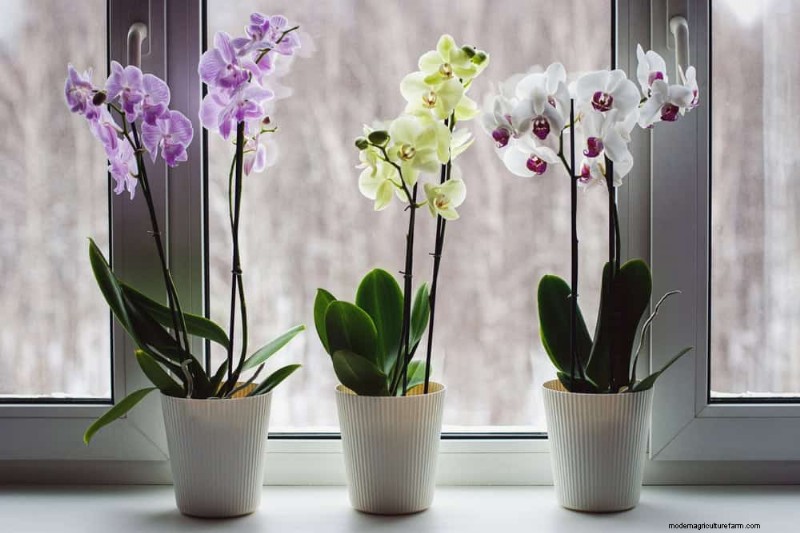 Repotting Mistakes: 24 Houseplants That Prefer to Stay Put