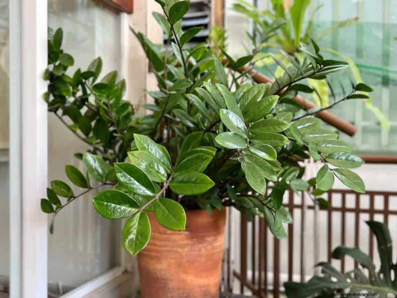 Repotting Mistakes: 24 Houseplants That Prefer to Stay Put
