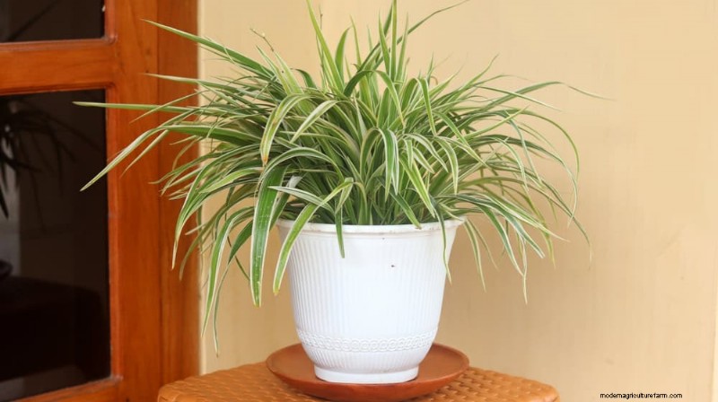 Repotting Mistakes: 24 Houseplants That Prefer to Stay Put
