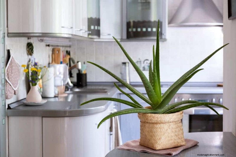 Repotting Mistakes: 24 Houseplants That Prefer to Stay Put