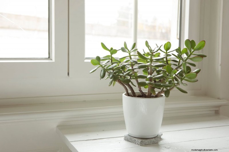 Repotting Mistakes: 24 Houseplants That Prefer to Stay Put
