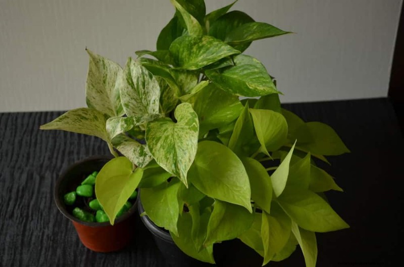 Repotting Mistakes: 24 Houseplants That Prefer to Stay Put