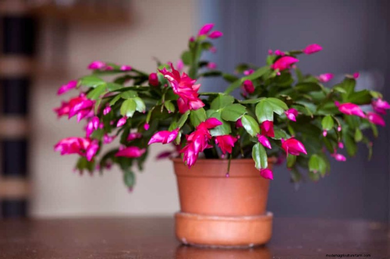 Repotting Mistakes: 24 Houseplants That Prefer to Stay Put