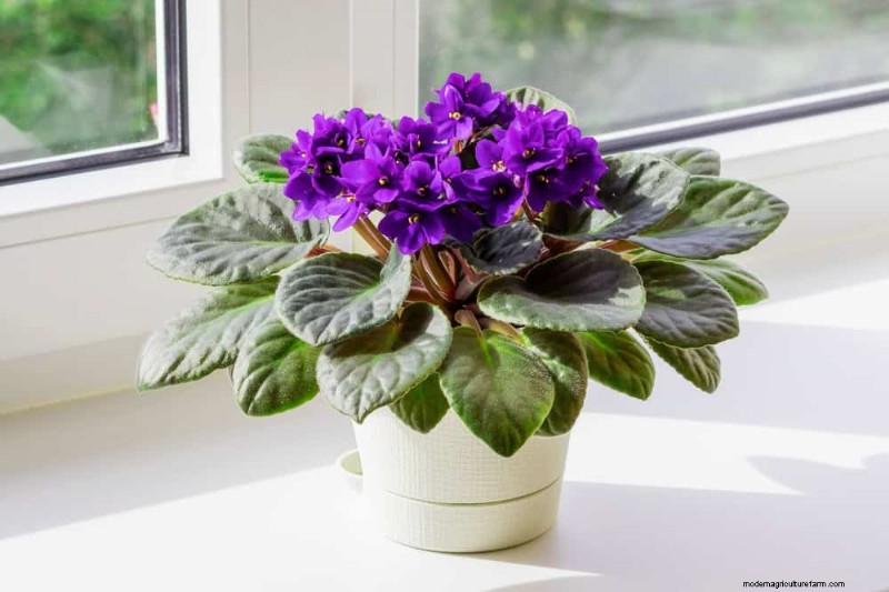 Repotting Mistakes: 24 Houseplants That Prefer to Stay Put