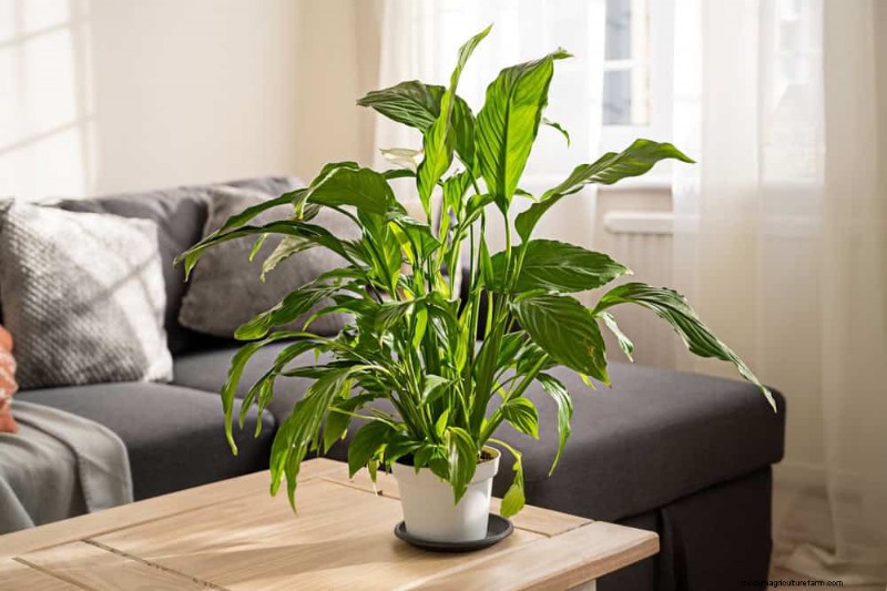 Repotting Mistakes: 24 Houseplants That Prefer to Stay Put