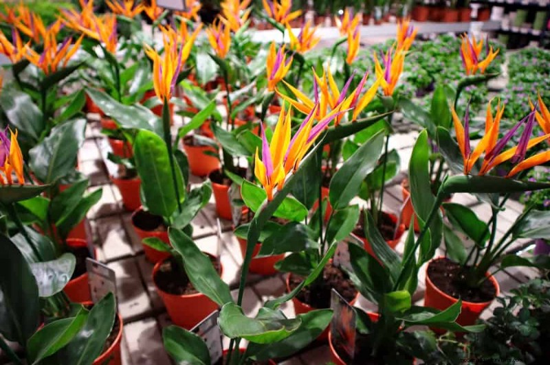 Repotting Mistakes: 24 Houseplants That Prefer to Stay Put