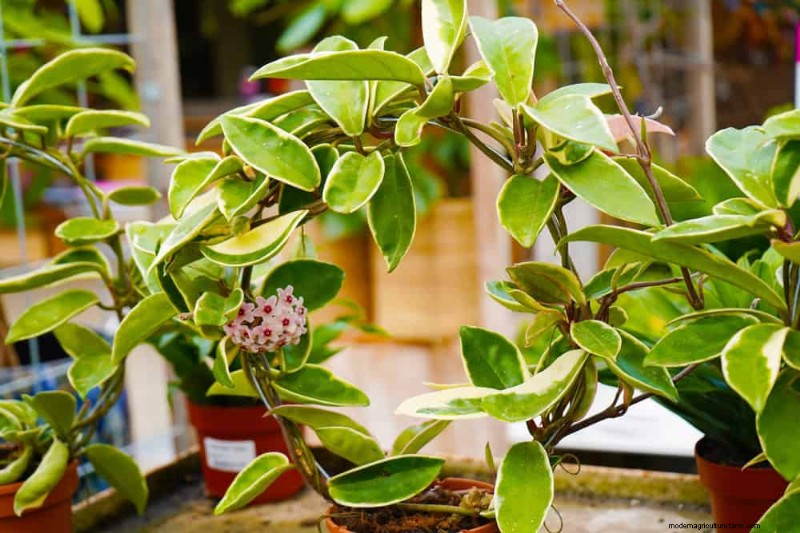 Repotting Mistakes: 24 Houseplants That Prefer to Stay Put