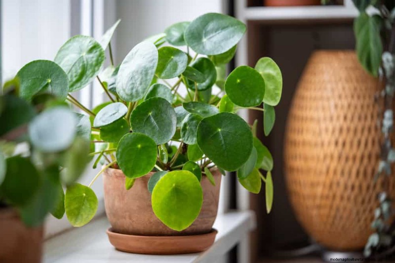 Repotting Mistakes: 24 Houseplants That Prefer to Stay Put