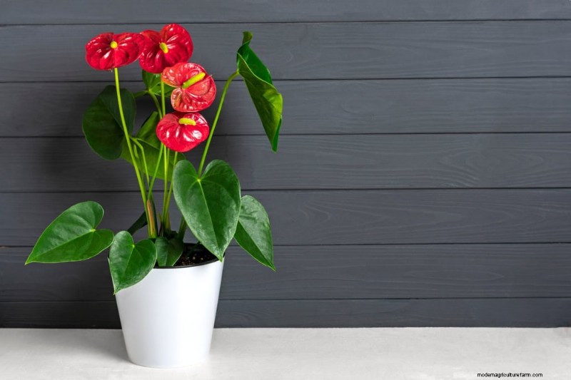 Repotting Mistakes: 24 Houseplants That Prefer to Stay Put