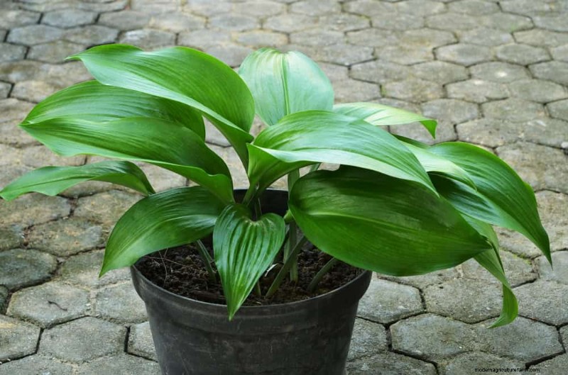 Repotting Mistakes: 24 Houseplants That Prefer to Stay Put