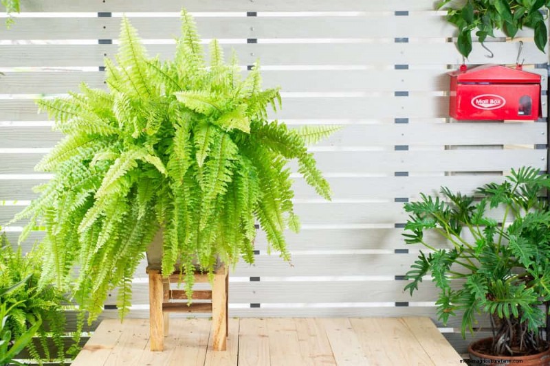 Repotting Mistakes: 24 Houseplants That Prefer to Stay Put