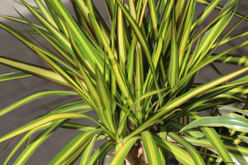 Repotting Mistakes: 24 Houseplants That Prefer to Stay Put