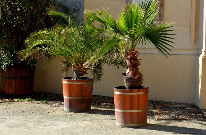 Repotting Mistakes: 24 Houseplants That Prefer to Stay Put