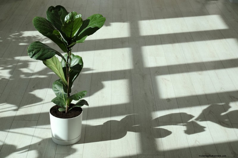 Repotting Mistakes: 24 Houseplants That Prefer to Stay Put