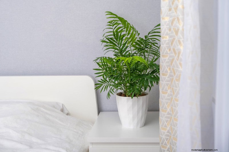 Repotting Mistakes: 24 Houseplants That Prefer to Stay Put