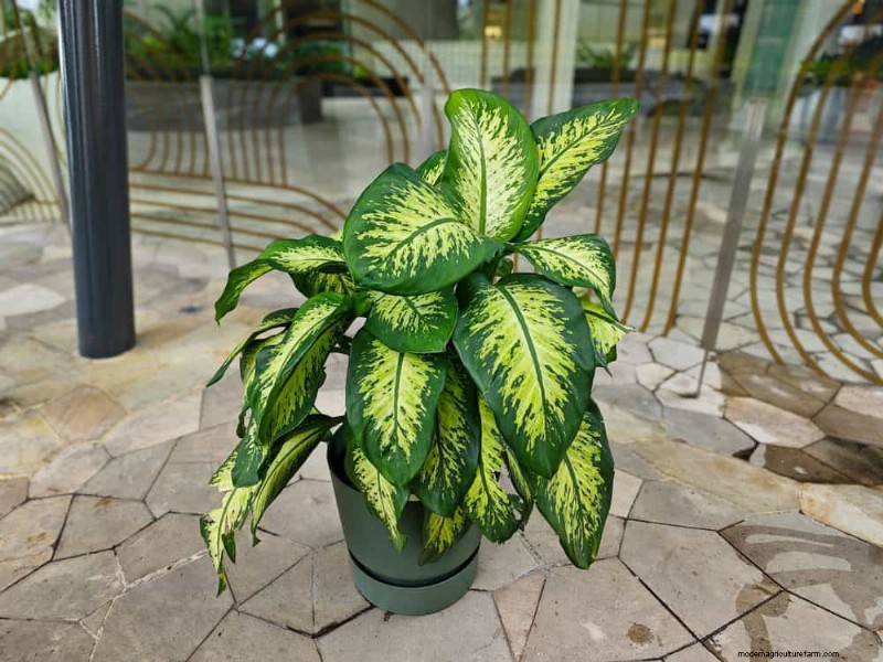 Repotting Mistakes: 24 Houseplants That Prefer to Stay Put