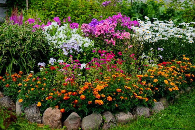 Drought-Tolerant Perennials: 25 Best Choices for Water-Wise Gardens