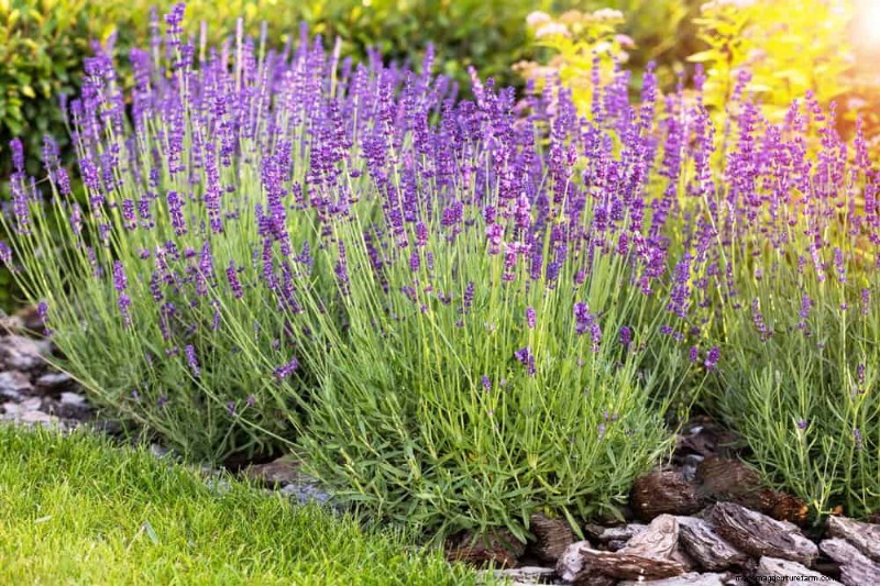 Drought-Tolerant Perennials: 25 Best Choices for Water-Wise Gardens
