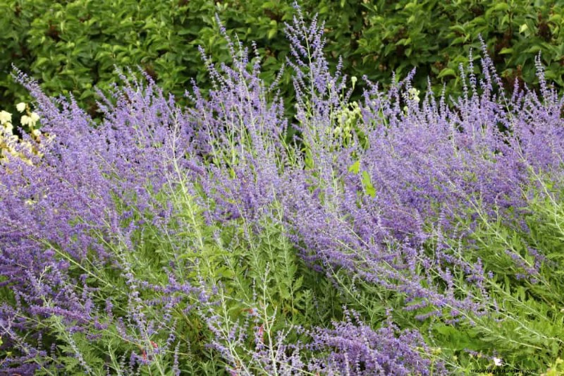 Drought-Tolerant Perennials: 25 Best Choices for Water-Wise Gardens
