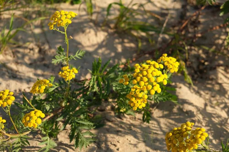 Drought-Tolerant Perennials: 25 Best Choices for Water-Wise Gardens