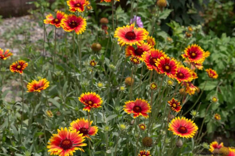 Drought-Tolerant Perennials: 25 Best Choices for Water-Wise Gardens