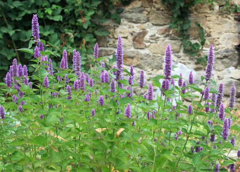 Drought-Tolerant Perennials: 25 Best Choices for Water-Wise Gardens