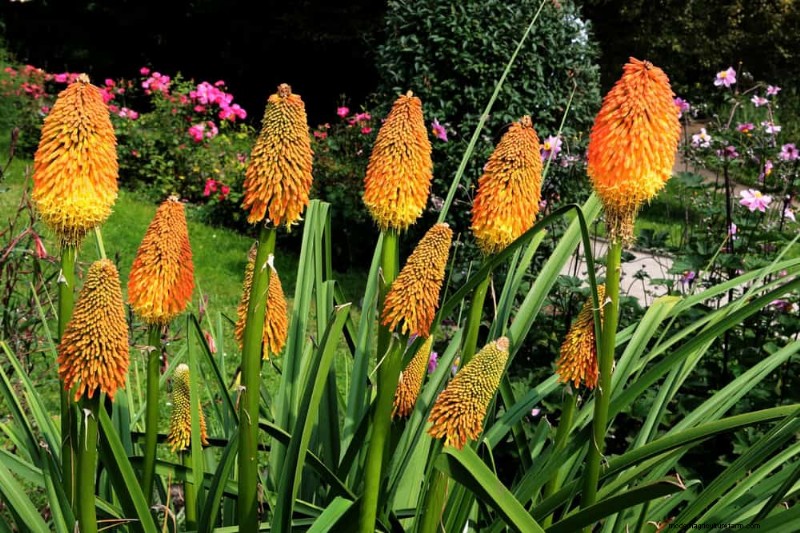 Drought-Tolerant Perennials: 25 Best Choices for Water-Wise Gardens