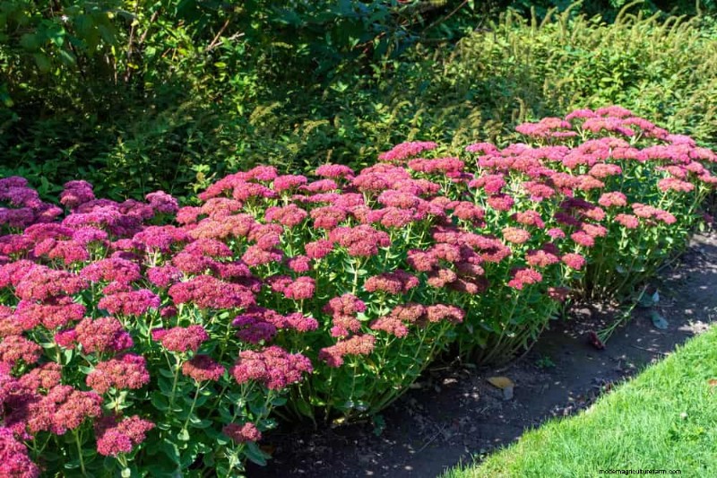 Drought-Tolerant Perennials: 25 Best Choices for Water-Wise Gardens