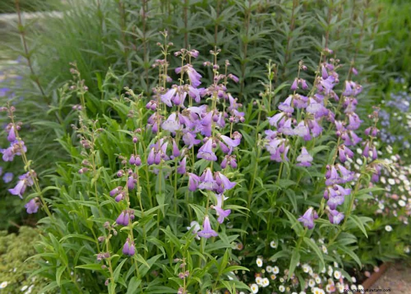 Drought-Tolerant Perennials: 25 Best Choices for Water-Wise Gardens