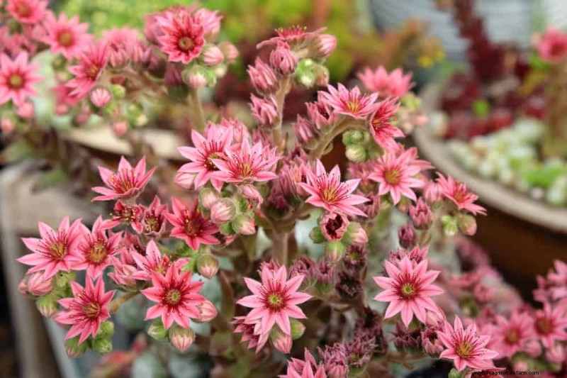 Drought-Tolerant Perennials: 25 Best Choices for Water-Wise Gardens