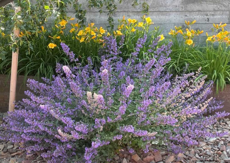Drought-Tolerant Perennials: 25 Best Choices for Water-Wise Gardens