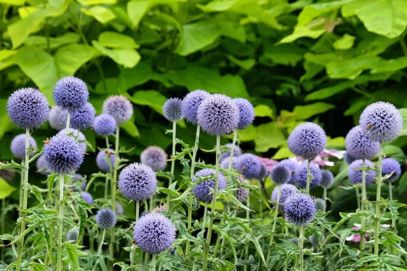Drought-Tolerant Perennials: 25 Best Choices for Water-Wise Gardens