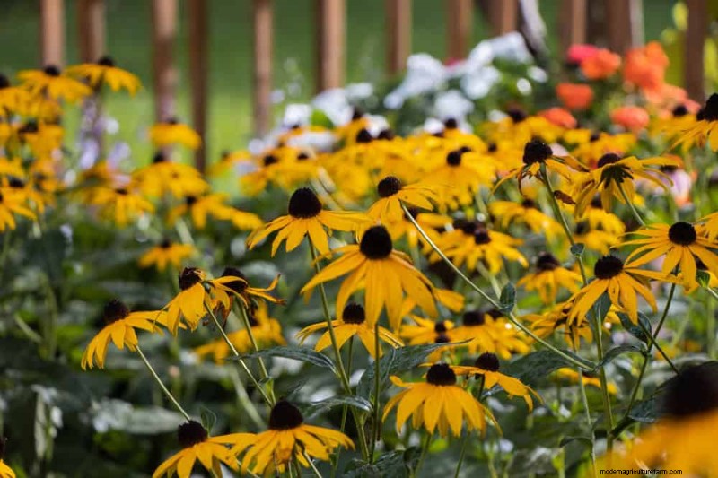 Drought-Tolerant Perennials: 25 Best Choices for Water-Wise Gardens